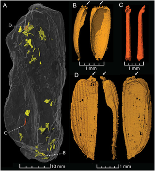 Poop number 2 (Qvarnström et al, Sci. Reports (2017)